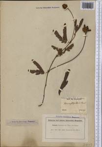 Mimosa flagellaris Benth., America (AMER) (Brazil)