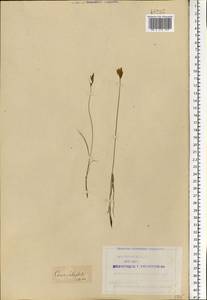 Carex praecox Schreb., Eastern Europe, Northern region (E1) (Russia)