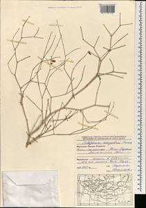 Calligonum mongolicum Turcz., Mongolia (MONG) (Mongolia)