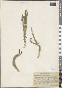 Spinulum annotinum subsp. annotinum, Siberia, Baikal & Transbaikal region (S4) (Russia)