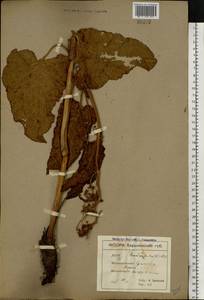 Rumex confertus Willd., Eastern Europe, North Ukrainian region (E11) (Ukraine)