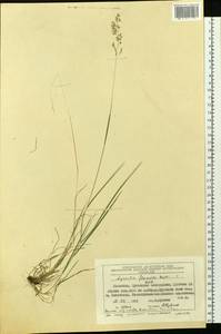 Agrostis flaccida Hack., Siberia, Chukotka & Kamchatka (S7) (Russia)