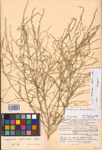 Corispermum declinatum Stephan ex Steven, Eastern Europe, Central region (E4) (Russia)