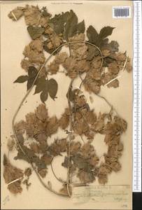 Humulus lupulus L., Middle Asia, Northern & Central Tian Shan (M4) (Kazakhstan)