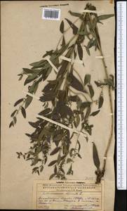 Lithospermum officinale L., Middle Asia, Caspian Ustyurt & Northern Aralia (M8) (Kazakhstan)