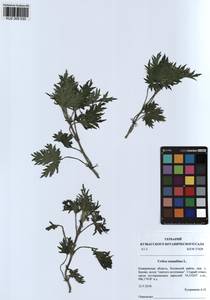 Urtica cannabina L., Siberia, Altai & Sayany Mountains (S2) (Russia)