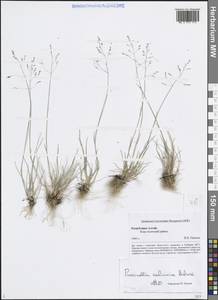 Puccinellia tenuiflora (Griseb.) Scribn. & Merr., Siberia, Altai & Sayany Mountains (S2) (Russia)