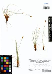 Carex macroprophylla (Y.C.Yang) S.R.Zhang, Siberia, Baikal & Transbaikal region (S4) (Russia)