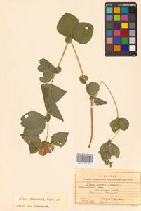 Vicia ohwiana Hosok., Siberia, Russian Far East (S6) (Russia)