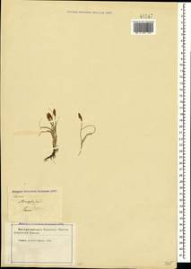 Carex stenophylla Wahlenb., Crimea (KRYM) (Russia)