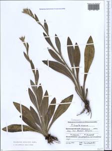 Pilosella echioides subsp. echioides, Caucasus, Krasnodar Krai & Adygea (K1a) (Russia)