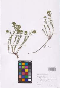 Euphorbia seguieriana Neck., Eastern Europe, Central forest-and-steppe region (E6) (Russia)
