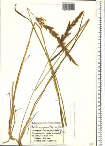 Calamagrostis arundinacea (L.) Roth, Caucasus, Stavropol Krai, Karachay-Cherkessia & Kabardino-Balkaria (K1b) (Russia)