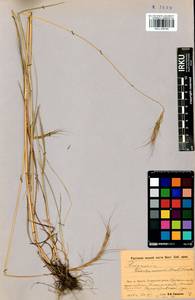 Elymus gmelinii (Trin.) Tzvelev, Siberia, Baikal & Transbaikal region (S4) (Russia)