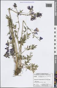 Polemonium campanulatum (Th. Fr.) Th. Fr., Siberia, Central Siberia (S3) (Russia)