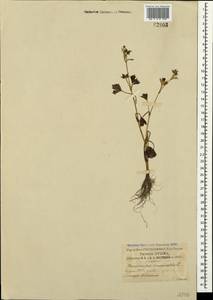 Ranunculus muricatus L., Crimea (KRYM) (Russia)