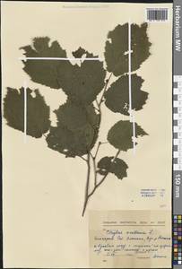 Corylus avellana L., Western Europe (EUR) (Bulgaria)