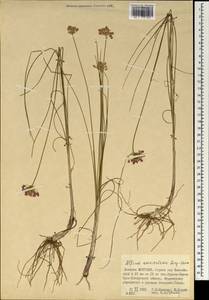 Allium bidentatum var. bidentatum, Mongolia (MONG) (Mongolia)