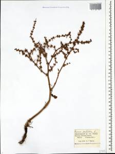 Rumex pulcher L., Caucasus, Black Sea Shore (from Novorossiysk to Adler) (K3) (Russia)