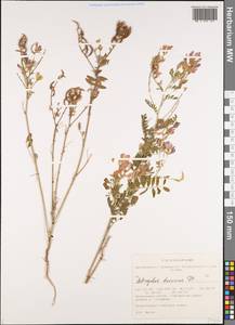 Astragalus davuricus (Pall.) DC., Siberia, Altai & Sayany Mountains (S2) (Russia)