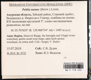 Pohlia nutans (Hedw.) Lindb., Bryophytes, Bryophytes - Russian Far East (excl. Chukotka & Kamchatka) (B20) (Russia)