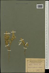Alyssum hirsutum M. Bieb., Caucasus, Armenia (K5) (Armenia)