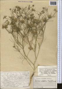 Cuminum setifolium (Boiss.) Koso-Pol., Middle Asia, Syr-Darian deserts & Kyzylkum (M7) (Kazakhstan)