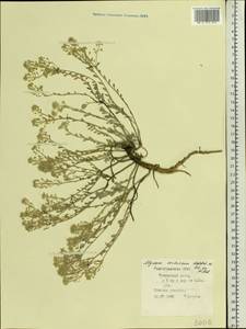 Odontarrhena tortuosa subsp. tortuosa, Eastern Europe, Lower Volga region (E9) (Russia)