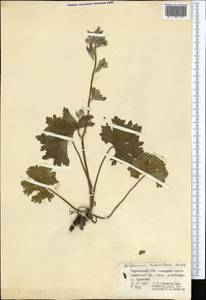 Delphinium oreophilum Huth, Middle Asia, Pamir & Pamiro-Alai (M2) (Kyrgyzstan)