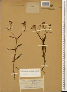 Valerianella dentata (L.) Pollich, Caucasus, North Ossetia, Ingushetia & Chechnya (K1c) (Russia)