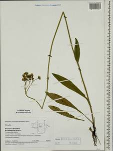 Pilosella floribunda (Wimm. & Grab.) Fr., Eastern Europe, Central region (E4) (Russia)