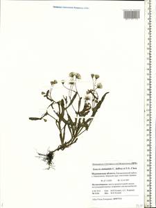 Senecio dubitabilis C. Jeffrey & Y. L. Chen, Eastern Europe, Northern region (E1) (Russia)