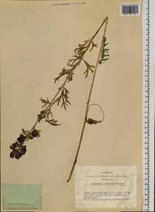 Aconitum glandulosum Rapaics, Siberia, Altai & Sayany Mountains (S2) (Russia)