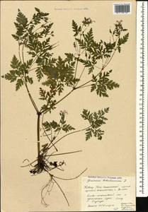 Geranium robertianum L., Caucasus, South Ossetia (K4b) (South Ossetia)