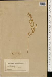 Oryza sativa L., South Asia, South Asia (Asia outside ex-Soviet states and Mongolia) (ASIA) (Not classified)