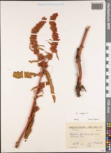 Rumex crispus L., Eastern Europe, Lower Volga region (E9) (Russia)