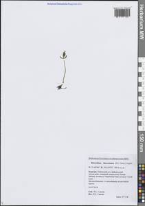 Botrychium lanceolatum (S.G.Gmel.) Ångstr., Siberia, Baikal & Transbaikal region (S4) (Russia)