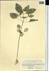 Impatiens noli-tangere L., Siberia, Chukotka & Kamchatka (S7) (Russia)