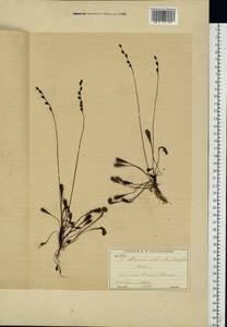 Drosera ×obovata Mert. & W. D. J. Koch, Eastern Europe, Moscow region (E4a) (Russia)