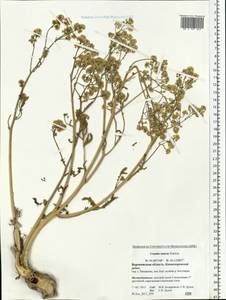 Crambe tataria Sebeók, Eastern Europe, Central forest-and-steppe region (E6) (Russia)
