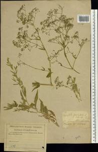 Gypsophila paniculata L., Eastern Europe, Central forest-and-steppe region (E6) (Russia)