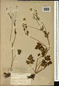Ranunculus grandiflorus L., Caucasus, Georgia (K4) (Georgia)