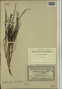Leptomeria drupacea (Labill.) Druce, Australia & Oceania (AUSTR) (Australia)