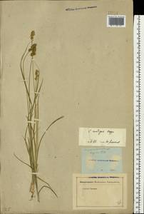 Carex spicata subsp. spicata, Eastern Europe, Rostov Oblast (E12a) (Russia)