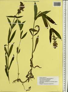Stachys palustris L., Eastern Europe, Western region (E3) (Russia)