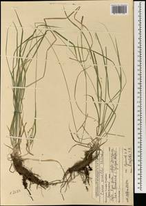 Carex arnellii Christ ex Scheutz, Mongolia (MONG) (Mongolia)