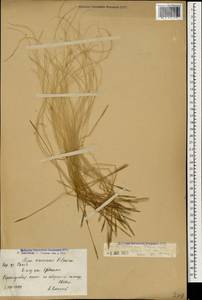 Stipa zalesskii Wilensky, Caucasus, Armenia (K5) (Armenia)