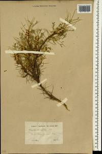Astragalus caspicus subsp. caspicus, South Asia, South Asia (Asia outside ex-Soviet states and Mongolia) (ASIA) (Iraq)