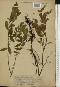 Chamaedaphne calyculata (L.) Moench, Eastern Europe, Eastern region (E10) (Russia)