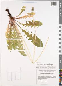 Taraxacum pectinatiforme H. H. Lindb., Eastern Europe, Middle Volga region (E8) (Russia)